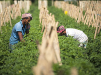 Farmers works in a bean field in Karanigonj on the outskirts of Dhaka on November 18, 2021. (