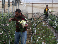 Palestinian farmers harvest roses in a greenhouse to sell in preparation for the New Year, southern Gaza Strip, on December 29, 2021. 
 (