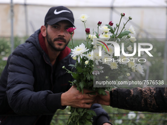 Palestinian farmers harvest roses in a greenhouse to sell in preparation for the New Year, southern Gaza Strip, on December 29, 2021. 
 (