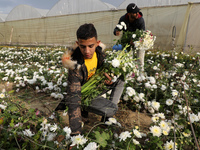 Palestinian farmers harvest roses to sell in preparation for the New Year, southern Gaza Strip, on December 29, 2021. 
 (