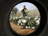 A Palestinian farmer harvests roses to sell in preparation for the New Year, southern Gaza Strip, on December 29, 2021.
 (