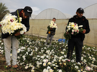 Palestinian farmers harvest roses to sell in preparation for the New Year, southern Gaza Strip, on December 29, 2021. 
 (