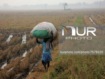 Rural area village farmers collects their ripen paddies and transport them to their home from the agricultural fields outskirts of the easte...