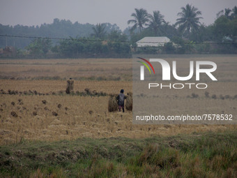 Rural area village farmers collects their ripen paddies and transport them to their home from the agricultural fields outskirts of the easte...