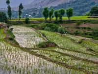 Rice saplings in a rice field in Kangan, Kashmir, India, on June 23, 2010. (