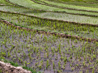 Rice saplings in a rice field in Kangan, Kashmir, India, on June 23, 2010. (