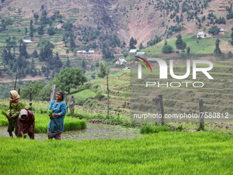 Kashmiri women planting rice saplings in a rice field in Kangan, Kashmir, India, on June 23, 2010. (