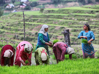 Kashmiri women planting rice saplings in a rice field in Kangan, Kashmir, India, on June 23, 2010. (