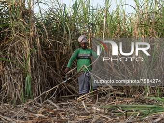A worker cuts sugarcane for the production of Gur (jaggery)  in a village on December 10, 2021 in Barpeta, Assam, India. Gur (jaggery) is a...