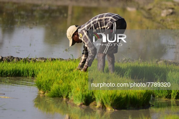 Farmer uproots rice seedlings in a paddy field on the outskirts of Guwahati India, Feb. 17, 2022.  