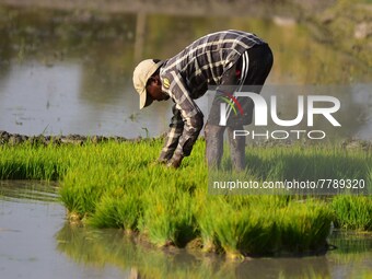 Farmer uproots rice seedlings in a paddy field on the outskirts of Guwahati India, Feb. 17, 2022.  (