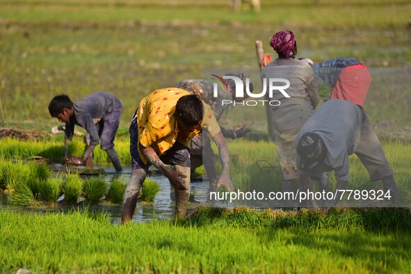 Farmers uproot rice seedlings in a paddy field on the outskirts of Guwahati India, Feb. 17, 2022.  