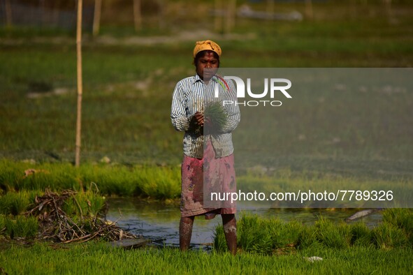 Women farmer uproots rice seedlings in a paddy field on the outskirts of Guwahati India, Feb. 17, 2022.  