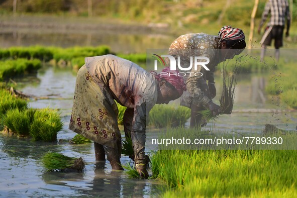 Women farmer uproots rice seedlings in a paddy field on the outskirts of Guwahati India, Feb. 17, 2022.  