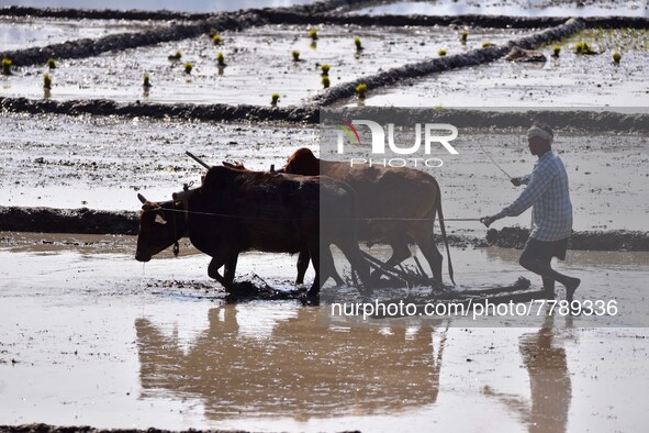 A farmer ploughs paddy fields for rice planting at a village on the outskirts of Guwahati India, Feb. 17, 2022.  