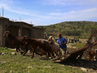 A farmer releases sheep from a paddock in the abandoned village of Souskiou. Cyprus, Sunday, February 20, 2022. This is a small village, the...