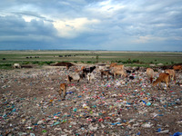 Cattles search for food  in a polluted tributary flowing into the River Ganges in the Indian town of Allahabad on September 21, 2015. The Ga...