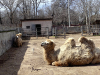 ODESA, UKRAINE - MARCH 27, 2022 - Camels relax in a local zoo that resumed its work, Odesa, southern Ukraine (