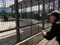 ODESA, UKRAINE - MARCH 27, 2022 - A man looks at the bear through the grates on an enclosure in a local zoo that resumed its work, Odesa, so...