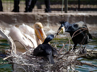 ODESA, UKRAINE - MARCH 27, 2022 - Pelicans are seen by the pond in a local zoo that resumed its work, Odesa, southern Ukraine (