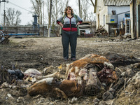 A woman looks at her dead animals of her shelled farm by russian army in Mala Rohan, Kharkov. (