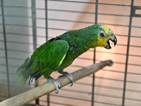 ZAPORIZHZHIA, UKRAINE - APRIL 1, 2022 - A parrot stays in the cage at a private mini zoo that temporarily houses pets of people who are forc...