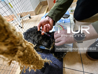 ZAPORIZHZHIA, UKRAINE - APRIL 1, 2022 - A man gives an injection to a car kept in a quarantine enclosure at a private mini zoo that temporar...