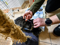 ZAPORIZHZHIA, UKRAINE - APRIL 1, 2022 - A man gives an injection to a car kept in a quarantine enclosure at a private mini zoo that temporar...