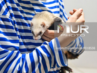 ZAPORIZHZHIA, UKRAINE - APRIL 1, 2022 - A girl holds a ferret at a private mini zoo that temporarily houses pets of people who are forced to...