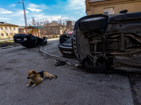 BUCHA, UKRAINE - APRIL 7, 2022 - A dog lies on the driveway near overturned cars after the liberation of the city from Russian invaders, Buc...