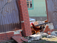 KYIV REGION, UKRAINE - APRIL 07, 2022 - A rooster walks among the rubble of a fence in one of the settlements affected by the russian milita...