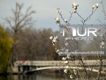 ZAPORIZHZHIA, UKRAINE - APRIL 10, 2022 - A magnolia tree in bloom overlooks a bridge in Dubovyi Hai (Oak Grove) Park on a sunny spring day,...