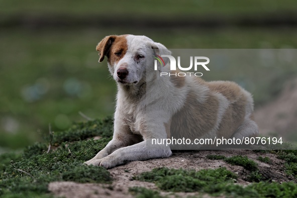 A Brown and White colored dog sits inside a ground in Sopore, Baramulla, Jammu and Kashmir, India on 15 April 2022. 