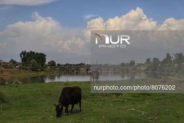 Cows Grazing as clouds appear over sky in Sopore, Baramulla, Jammu and Kashmir, India on 15 April 2022. 