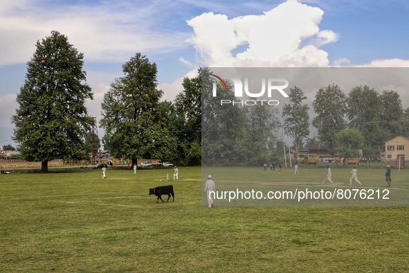 A Cow passes through a ground as kashmiri boys play cricket in Sopore during holy month of ramadan in Baramulla, Jammu and Kashmir, India on...