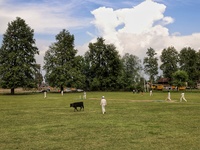 A Cow passes through a ground as kashmiri boys play cricket in Sopore during holy month of ramadan in Baramulla, Jammu and Kashmir, India on...