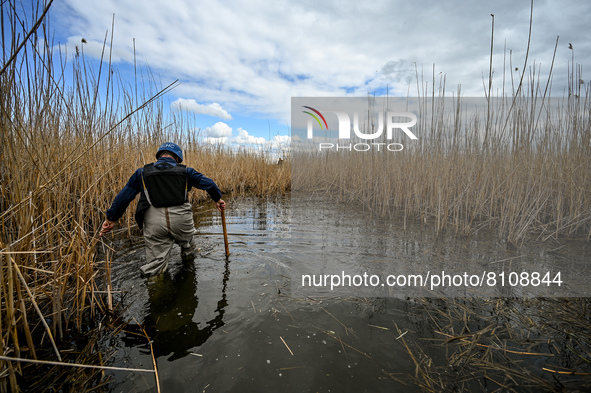 HRYHORIVKA, UKRAINE - APRIL 20, 2022 - An expert of a State Emergency Service bomb squad wades through the marshland to reach the pasture wh...