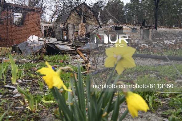 Narcissus bloom near the Residental house destroyed during Russia's invasion of Ukraine, in Moshchun, Ukraine April 22, 2022 
