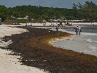 Playa Punta Esmeralda, in Playa del Carmen, covered with sargassum seaweed.
Sargassum continues to smother Playa del Carmen beaches causing...