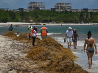 Cleaning of Playa Punta Esmeralda Playa covered with sargassum seaweed continue in Playa del Carmen.
Sargassum continues to smother Playa de...
