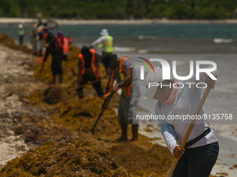 Cleaning of Playa Punta Esmeralda Playa covered with sargassum seaweed continue in Playa del Carmen.
Sargassum continues to smother Playa de...