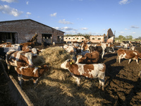 Cows eat hay outside a farm damaged during artillery shelling in Lukashivka village, Chernihiv area, April 27, 2022. (