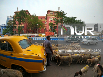 Sheep cross the street and left side a yellow ambassador taxi packed   in Kolkata on April 28, 2022. (
