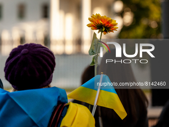 A protester holds Ukrainian flags and a sunflower during a rally at the White House against Russia's war in Ukraine.  The Belarusian communi...