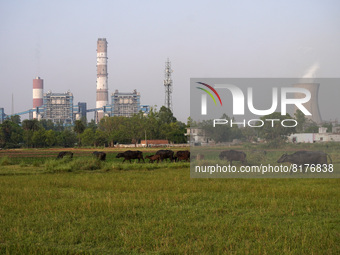 Buffaloes graze in a field close to the coal-fired thermal Power Plant of National Thermal Power Corporation (NTPC), at Dadri in Gautam Budh...