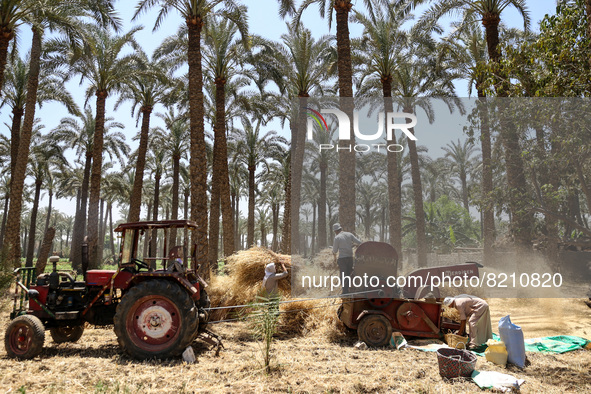 People harvest wheat in Badrashin village, Giza Governorate, Egypt on May 9, 2022  