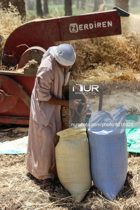 People harvest wheat in Badrashin village, Giza Governorate, Egypt on May 9, 2022  