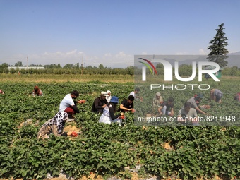 Students harvest strawberries as a part of their practicals at an Agriculture University on the outskirts of Sopore, District Baramulla Jamm...