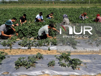 Students harvest strawberries as a part of their practicals at an Agriculture University on the outskirts of Sopore, District Baramulla Jamm...