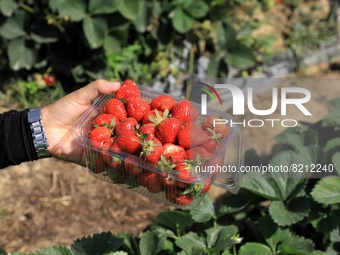 A girl holds a box of strawberries harvested at an Agricultural University in Sopore district Baramulla Jammu and Kashmir India on 11 May 20...